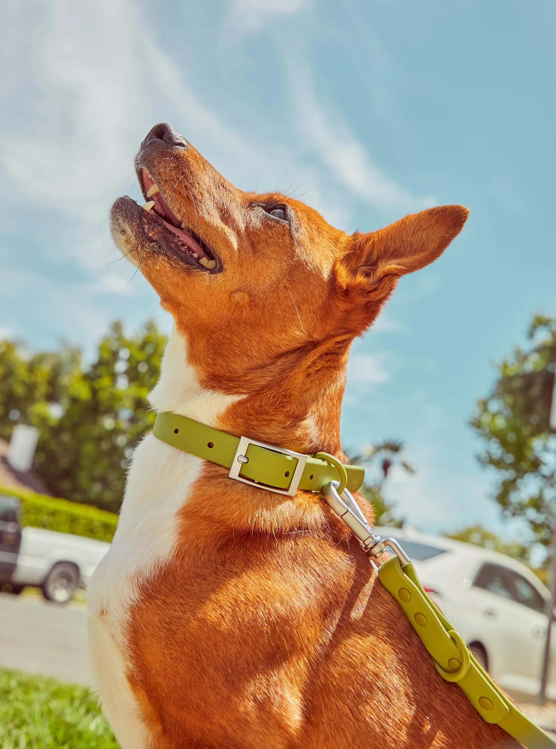 Collar Walk Kit